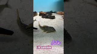 Julio pleco L14 sunshine music fish trending pleco shortvideo animals shorts comedy tv [upl. by Adnuahsar]