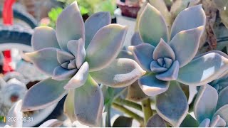 Graptopetalum paraguayense a species of succulent plant Ghostplant 多肉胧月 [upl. by Aleik]