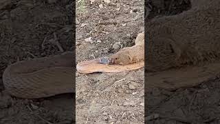 Snake vs mongoose shocking fight duet trendingshorts funny video [upl. by Moira579]