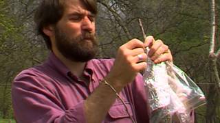 Grafting Pecan Trees [upl. by Eimor]