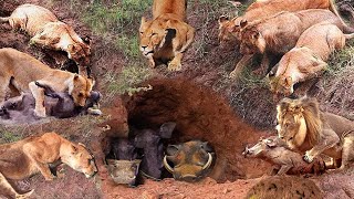 What Warthog Had To Do To Escape The Lions Hunt Survival Battle The Harsh Life of Animal World [upl. by Odeen]