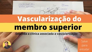 VASCULARIZAÇÃO DO MEMBRO SUPERIOR [upl. by Hepsibah]