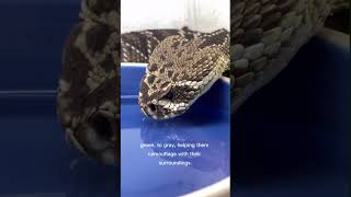 Rattlesnake awesomeearth animals rattlesnakes rattlesnake snake snakevideo [upl. by Mini]