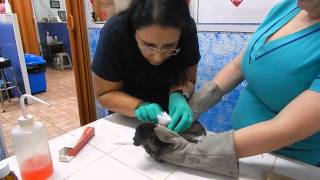 Orphaned Baby Howler Monkey at the Veterinarian [upl. by Hubert]