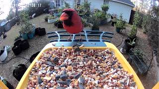 Male Northern Cardinal  Backyard Bird Feeder 11252024 [upl. by Bertram]