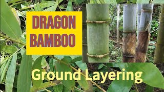 Bamboo Propagation l Ground Layering of Dendrocalamus Giganteus [upl. by Aremus]