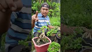 koleksi bonsai waroengkacir real bonsaisancang shorts tanaman bonsaicantik tanamanhias fb [upl. by Server71]