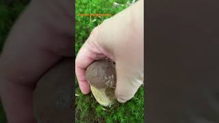 Boletus ReticulatusJuly 2024 asmr asmrmushrooms fungi boletus porchini mushroomhunting [upl. by Georgine79]