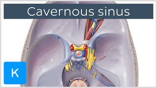 Cavernous Sinus  Location Drainage amp Function  Human Anatomy  Kenhub [upl. by Derek]