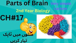 parts of human brain  12 Class biology  2ndyearbiology [upl. by Andaira]