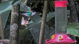 The Chase Is On Butterfly Stays In Pursuit Of Hummingbird At Panama Fruit Feeders – July 4 2024 [upl. by Maurise]