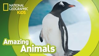 Gentoo Penguin 🐧  Amazing Animals [upl. by Dame]