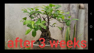 wiring and repotting bonsai treeguyabano bonsai tree [upl. by Arakihc]