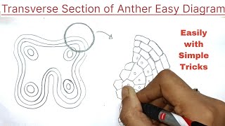 Transverse section of Anther diagram in easy way  transverse section of anther diagram [upl. by Mitchel]