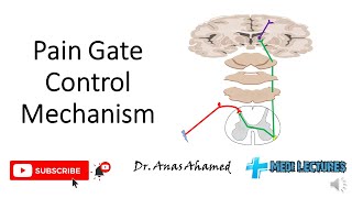 Pain gate control mechanism gate control theory tamil [upl. by Saravat]