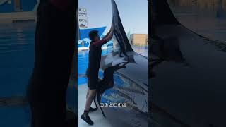 Why did the dolphin suddenly come out of the swimming pool😱quotyoutubeshorts [upl. by Rasaec]