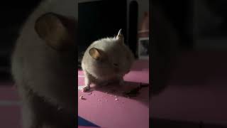 Hamster Eating Walnut  Cutest Moment Ever😍 [upl. by Traver]