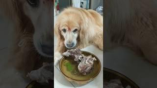 My Dog Best Food 👍 doglover shorts shortvideo dog [upl. by Nuhsal]