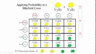 Probability II in Genetics [upl. by Annairdua]