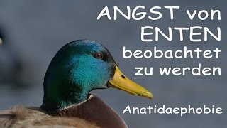 ANGST von ENTEN beobachtet zu werden  Anatidaephobie  Phobiekon S1 [upl. by Kristan317]