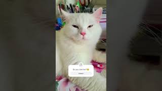 Cute Persian Cat Meow Video  Persian Cat  Cat Meows [upl. by Alonso]