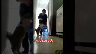 Gusto nyang tumulong highlightseveryone highlights catlover catvideos cat [upl. by Darwin27]