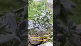 my succulents highlights gardendesign freshfrommygarden gardendesign succulents succulents [upl. by Broek]