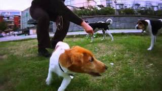 Jack Russell vs DanishSwedish farmdog [upl. by Aitram]