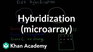 Hybridization microarray  Biomolecules  MCAT  Khan Academy [upl. by Ahsener]