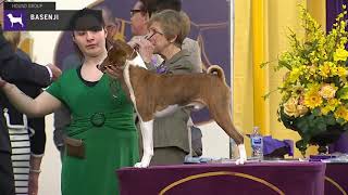 Basenjis  Breed Judging 2020 [upl. by Alrzc]