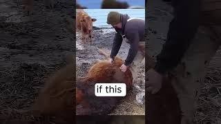 Cow is bloated and have gas in its stomach shorts viral animal [upl. by Farrah]