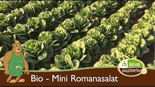 Der Bio Mini Romanasalat und die Düngung [upl. by Noryb]