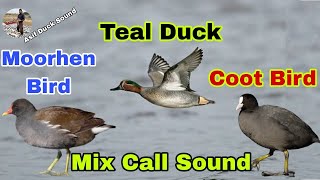 Teal Duck Moorhen Bird Coot Bird Mix call sound  Teal duck sound  Moorhen sound  Coot bird voice [upl. by Ahsilam]