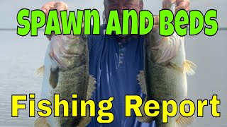 Headwaters Lake Bass Fishing Report Spawn Update and Bass Beds [upl. by Nnayllas]