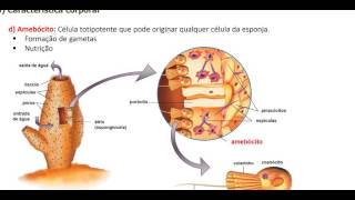 Poríferos características e fisiologia [upl. by Melodie]