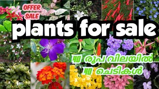 plants for saleoffer saleseras gardens250924 [upl. by Prisilla]