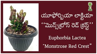 Euphorbia Lactea quotMonstrose Red Crest” Cactus and Succulents [upl. by Cchaddie]