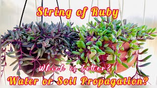 String of Ruby or Ruby Necklace Othonna Capensis Propagation [upl. by Acul]