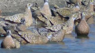 Sandgrouse coming to drink [upl. by Lunetta]