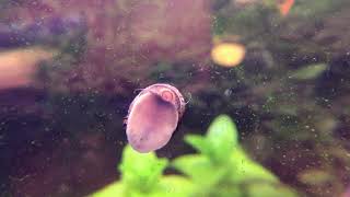 Nerite Snail Destroys Green Spot Algae [upl. by Hubsher690]