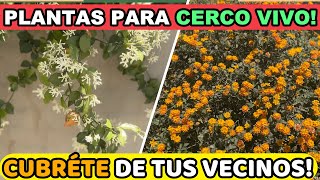 5 Plantas para Cerco Vivo de RÁPIDO Crecimiento  Privacidad en tu Jardín  Parte 2 [upl. by Einhpad]