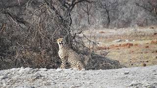 Cheetah Acinonyx jubatus encountered in the wild Namibia [upl. by Anitsuj]