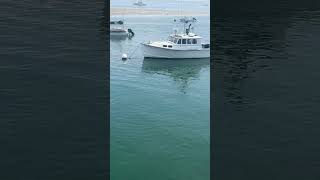 Cape Cod sea lions in Chatham capecod wildlife sealife seal sealions [upl. by Niro]