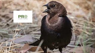 Brown Headed Cowbird Sound Bird Call for Pro Hunters [upl. by Eramal]