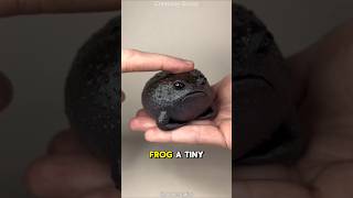 Meet the Rain Frog – The Grumpiest Squeakiest Frog Around [upl. by Amsaj557]