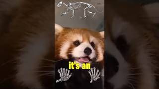 Red Pandas Arent Pandas 🤯 cuteanimals redpanda pandas education [upl. by Eicyak447]