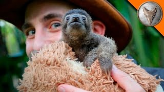 Cutest Baby Sloth EVER [upl. by Sachsse676]