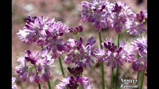 Mongolian Gobi  Flowers [upl. by Lear]