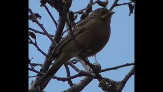 Садовая овсянка Ortolan Bunting лат Emberiza hortulana [upl. by Girovard]