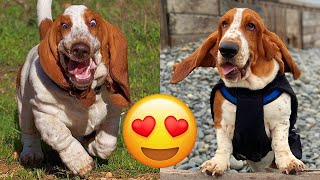 Basset Hound — Adorable And Hilarious Videos And Tik Toks Compilation [upl. by Voleta]